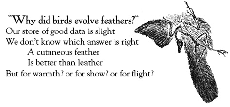 Limerick by Richard