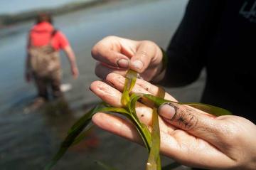 Undergraduate with a major in marine and coastal science wade in and explore what type of science they want to focus on during the summer program at Bodega Marine Laboratory. (Gregory Urquiaga/UC Davis)