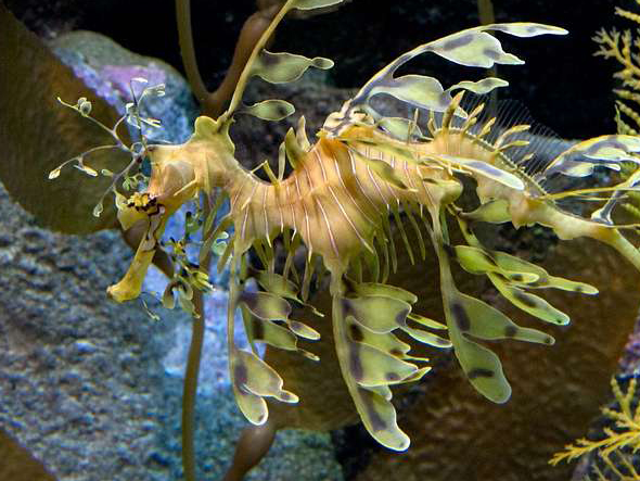 Seahorse