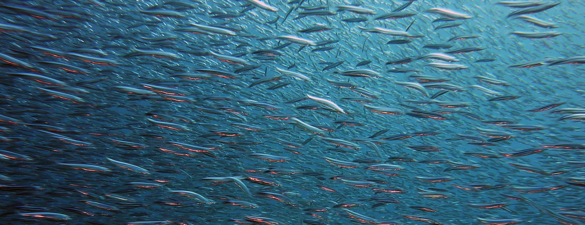 School of fish