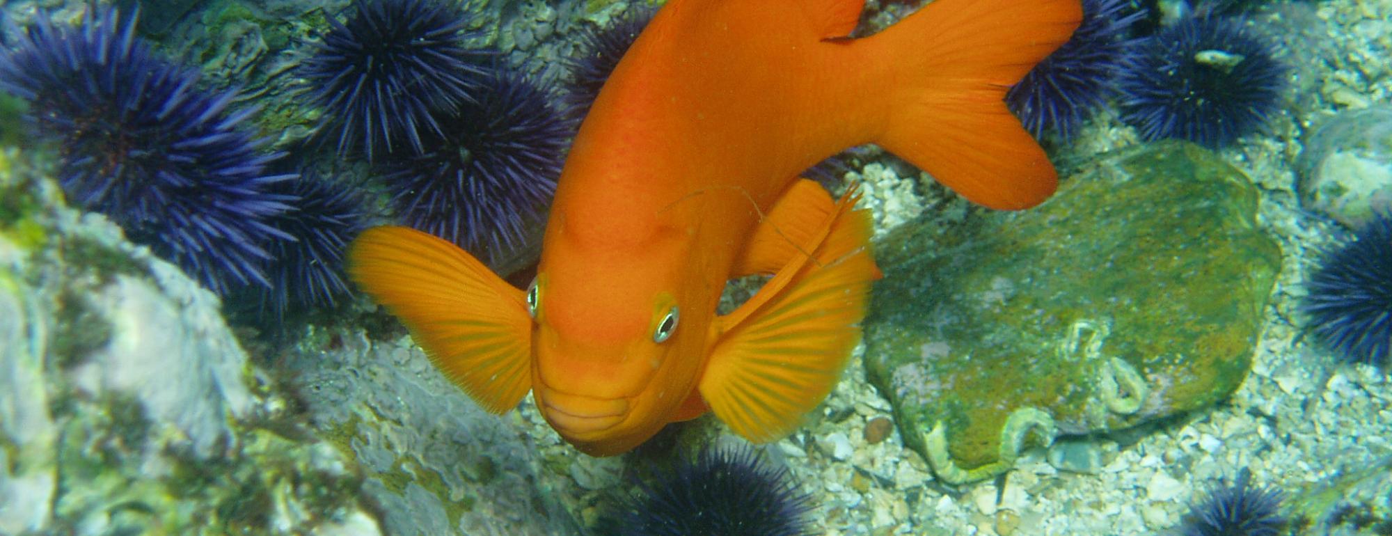 Garibaldi