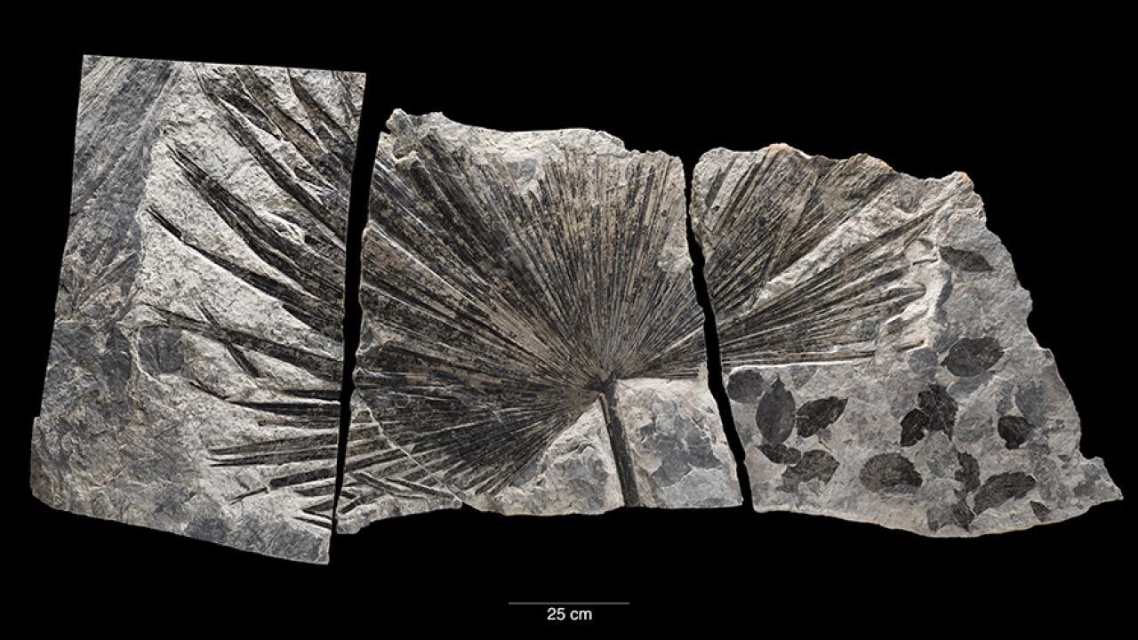 A 60-million year old fossil palm leaf from Alaska