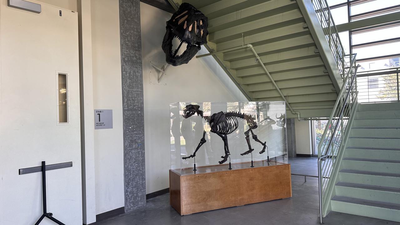 Fossils in lobby