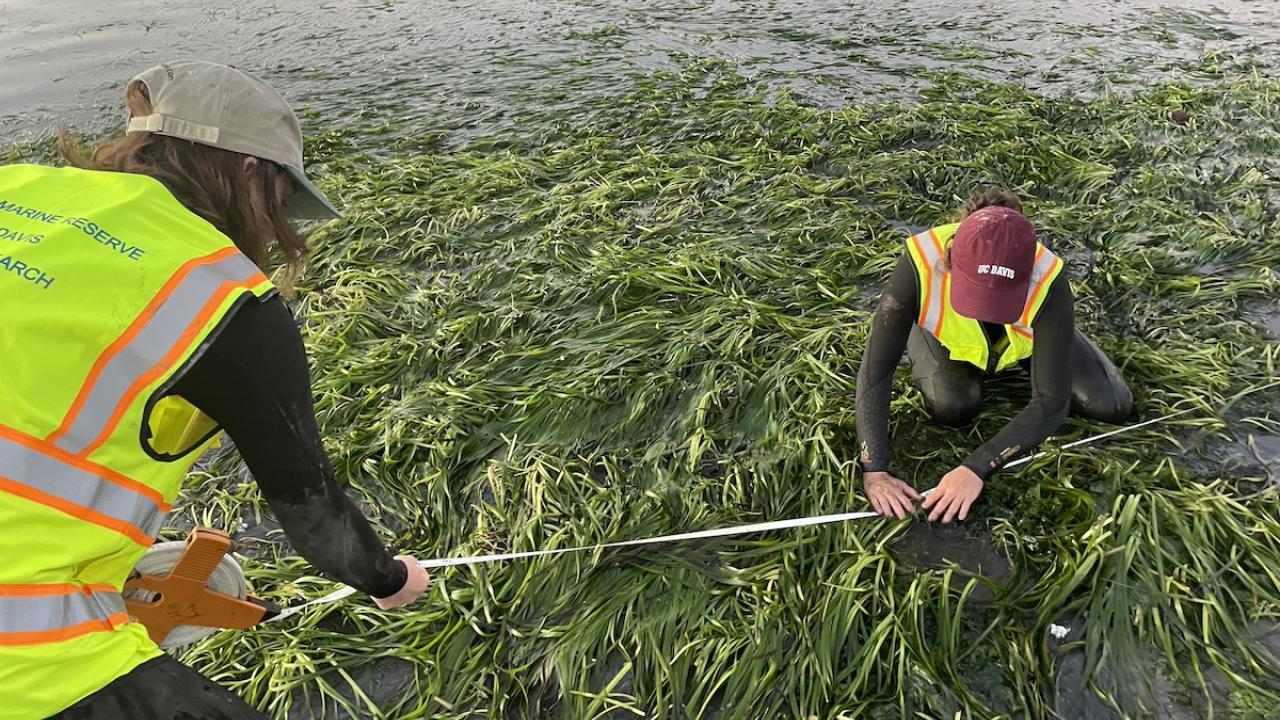 Two scientists are inspecting seagrass