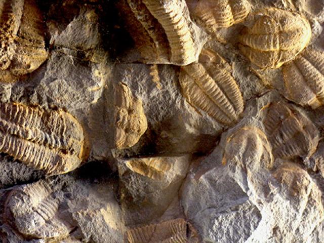 Trilobites.