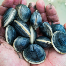 clams